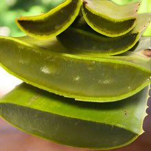 Load image into Gallery viewer, Namasté Aloe Vera Scrub